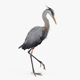 Grey Heron Standing on One Leg model